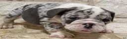 English Bulldog dogs for sale: Chase - Ad 5