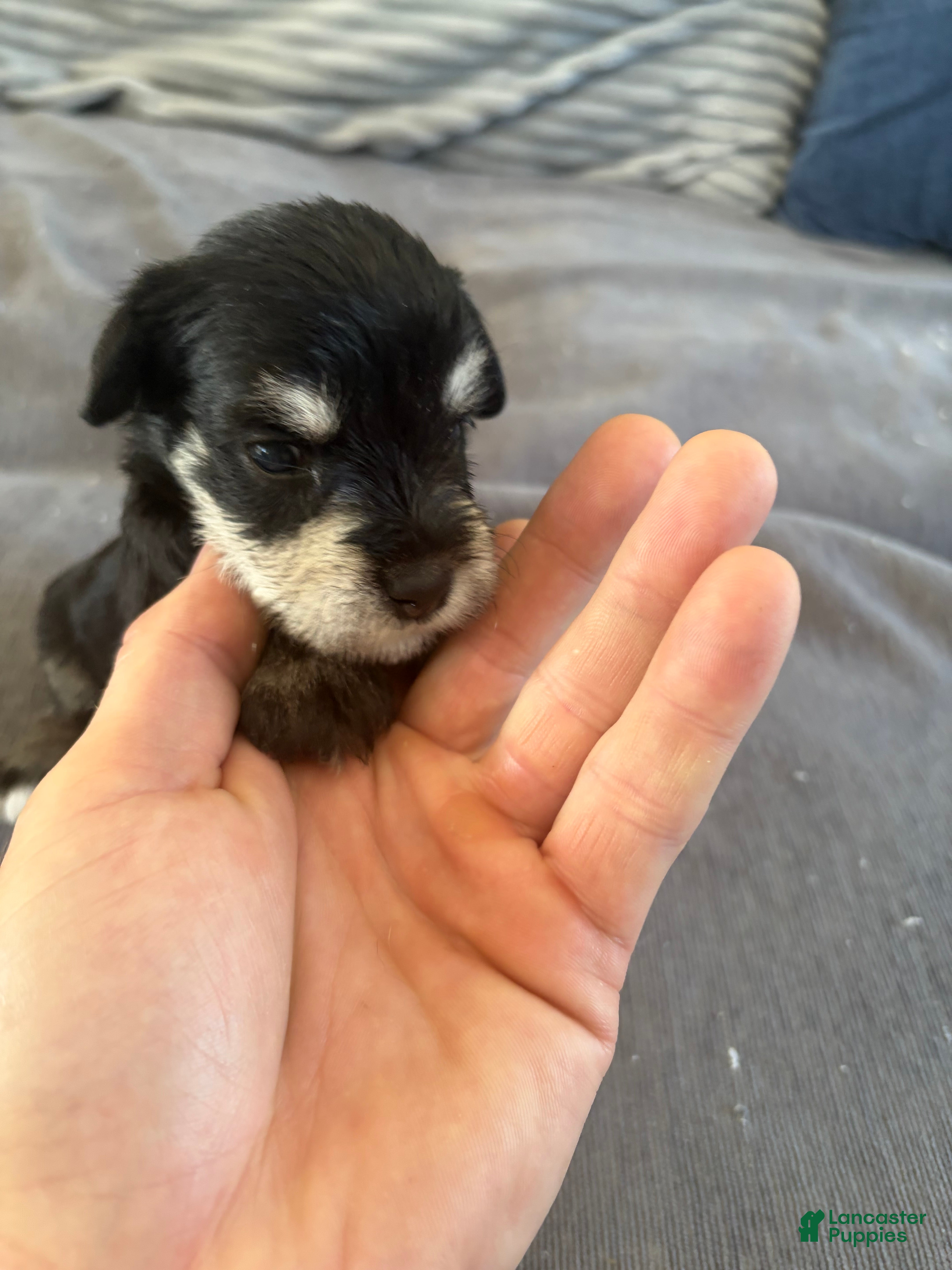 Miniature Schnauzer dogs Miniature Schnauzer 1 - Ad 1