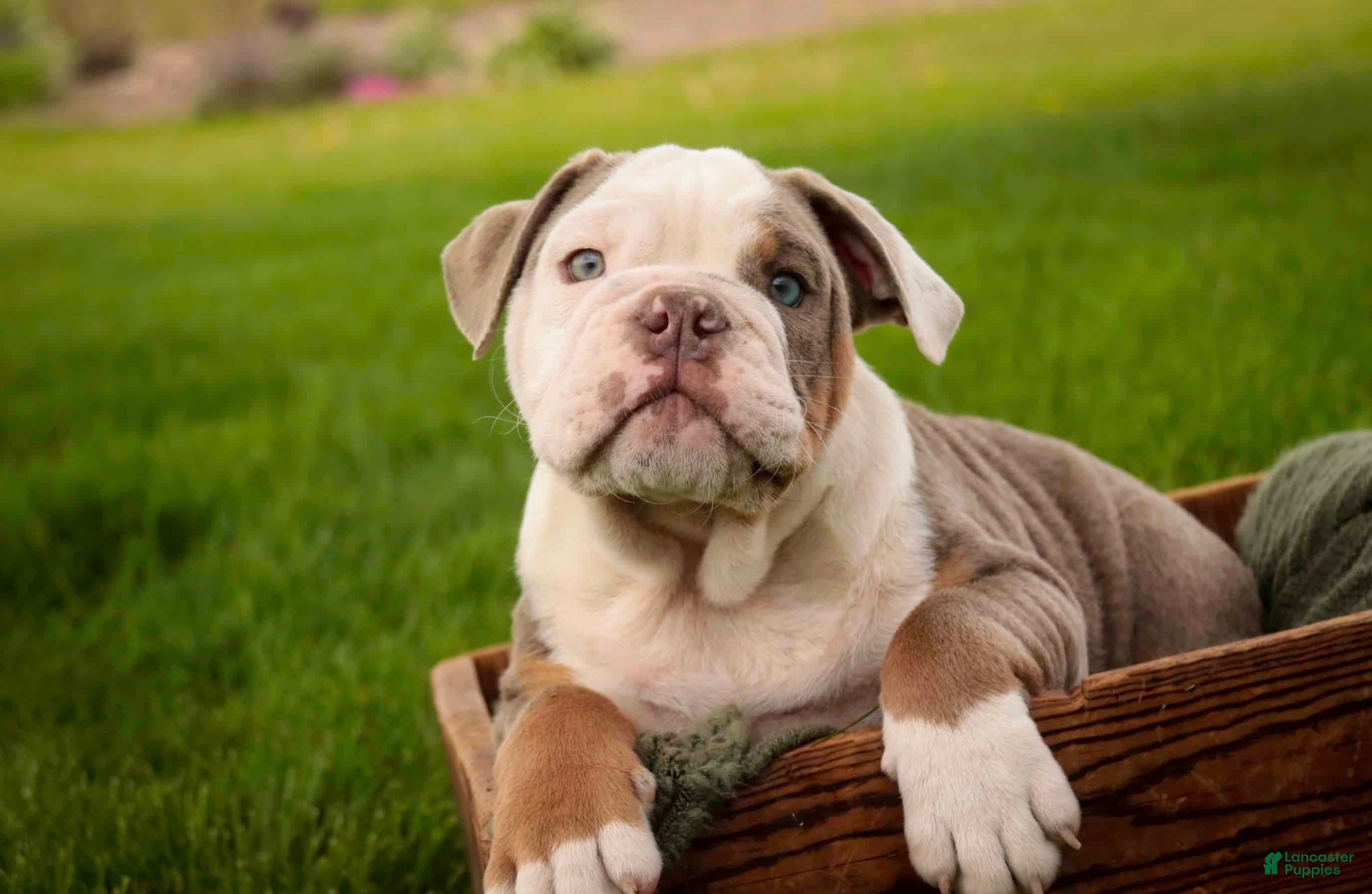 English Bulldog dogs Nate English Bulldog Puppy  - Ad 2