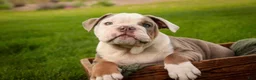 English Bulldog dogs for sale: Nate English Bulldog Puppy  - Ad 5