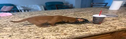 Labrador Retriever dogs for sale: Labrador Retriever 1 - Ad 3