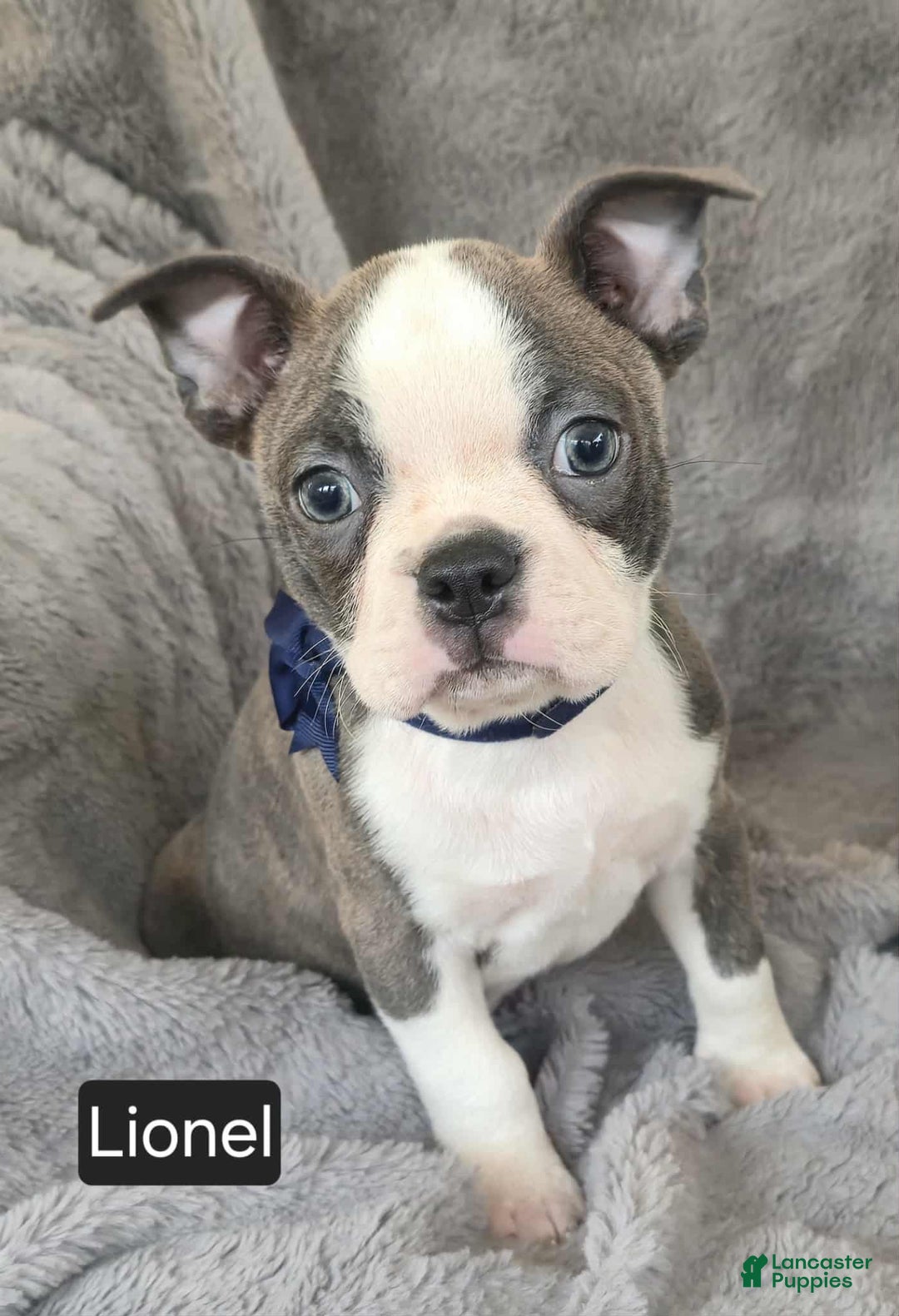 Boston Terrier dogs for sale: Lionel - Ad 8