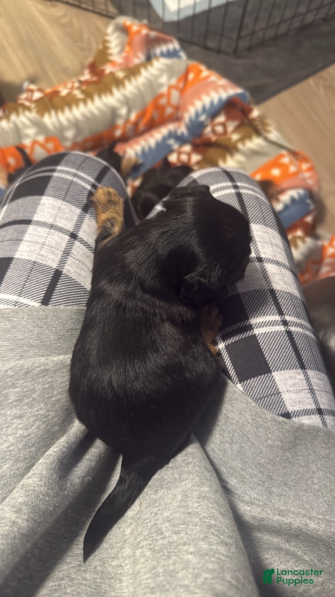 Yorkshire Terrier dogs for sale: Yorkshire Terrier litter of 4 puppies - Ad 4