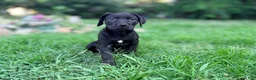 Cane Corso dogs for sale: Dean AKC green collar - Ad 14