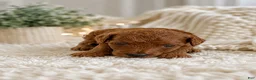Toy Poodle dogs for sale: Toy Poodle 2 - Ad 1