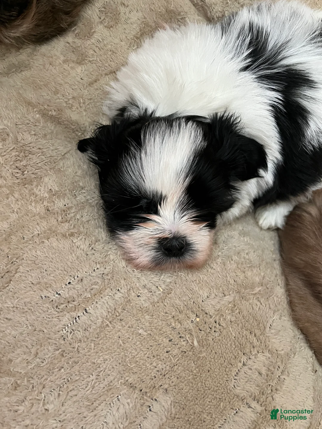 Shih Tzu dogs for sale: Duke - Ad 2