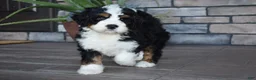 Mini Bernedoodle dogs for sale: Jester - Ad 14