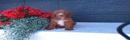 Goldendoodle dogs for sale: Buddy  - Ad 7