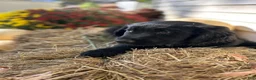Mixed Breed dogs for sale: Oreo - Ad 4