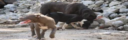 American Bully dogs for sale: Venus - Ad 9