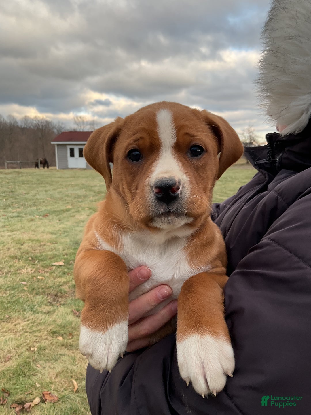 Mixed Breed dogs for sale: Hazel - Ad 3