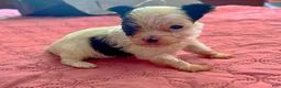 Yorkshire Terrier dogs for sale: Teacup Abby - Ad 1