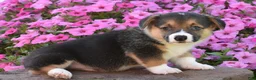 Welsh Corgi Pembroke dogs for sale: Rocky - Ad 2