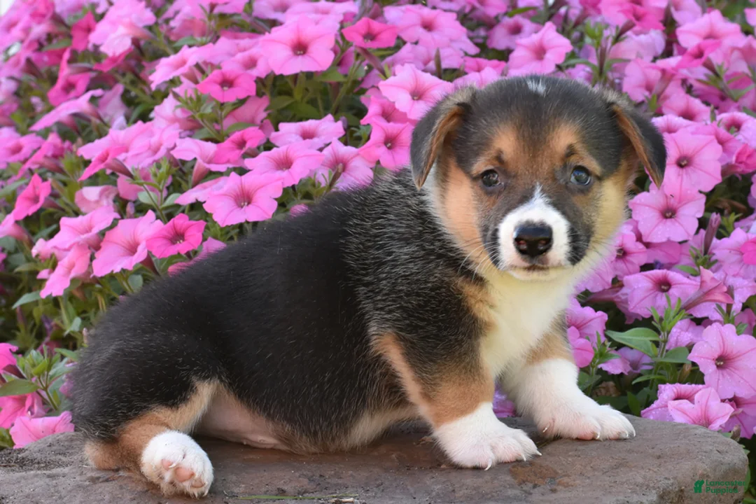 Welsh Corgi Pembroke dogs for sale: Rocky - Ad 2