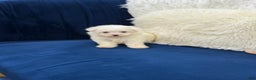 Maltese dogs for sale: Maltese  - Ad 5