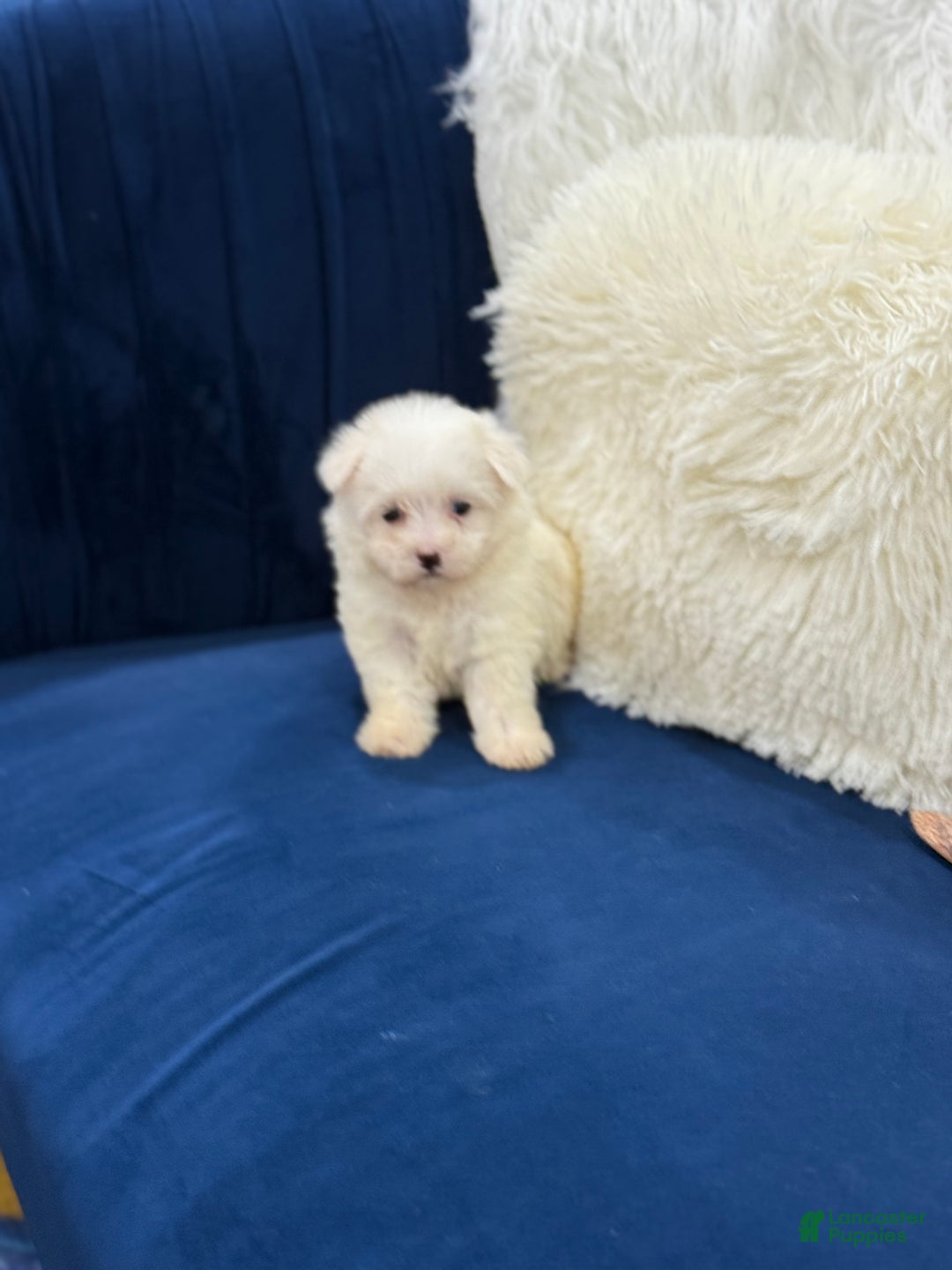 Maltese dogs for sale: Maltese  - Ad 5