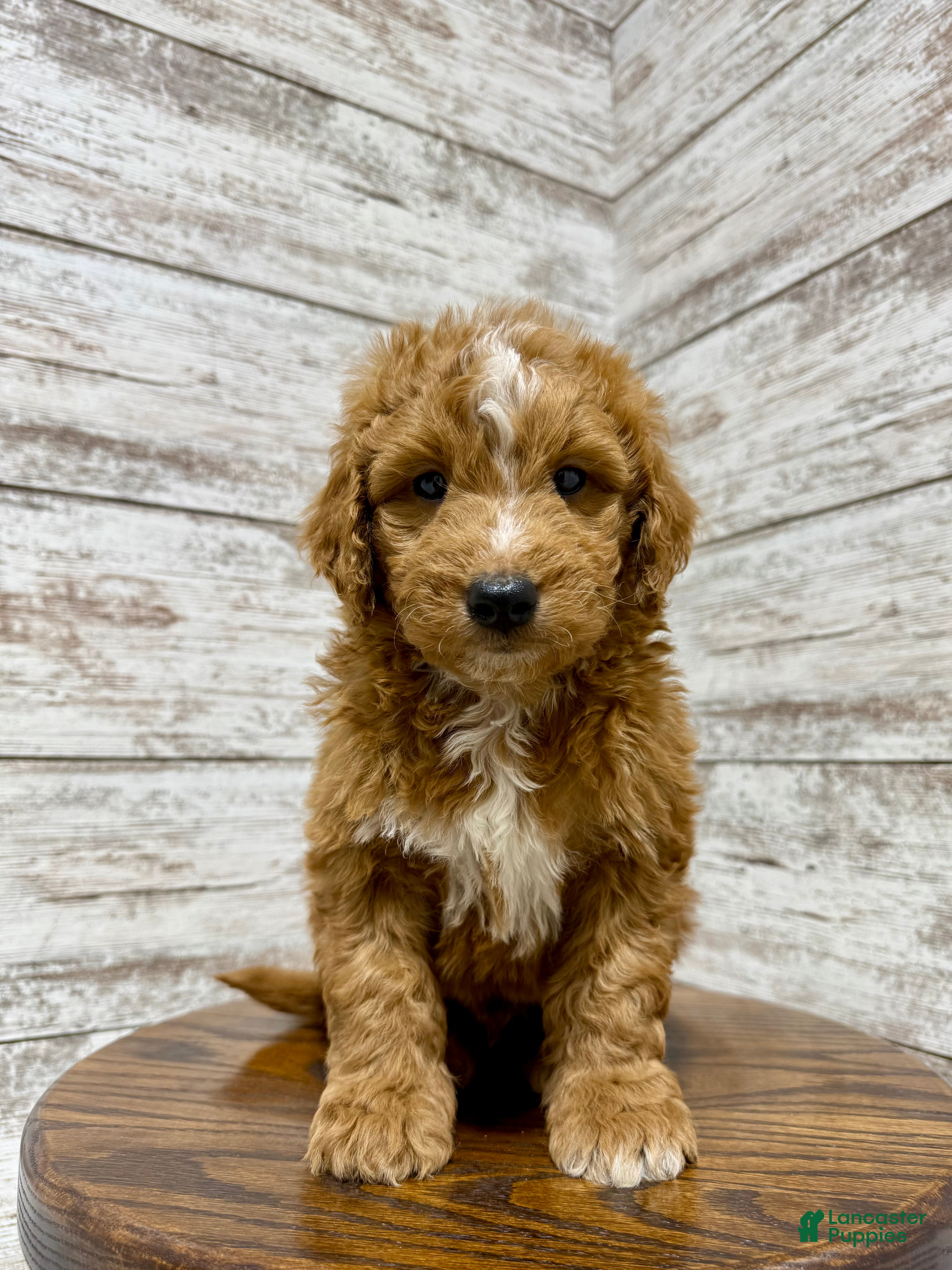 Mini Goldendoodle dogs Cole - Ad 14