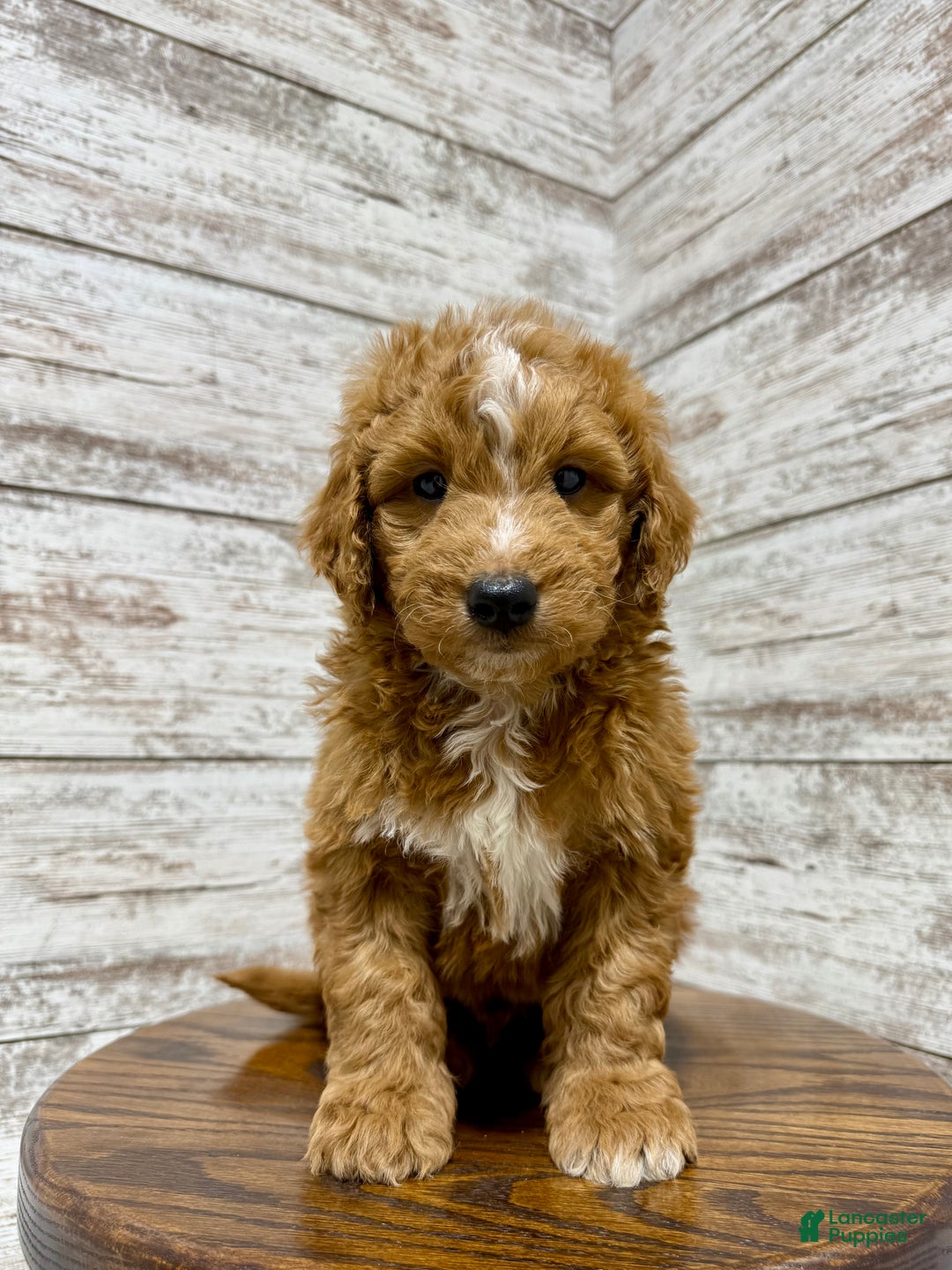 Mini Goldendoodle dogs for sale: Cole - Ad 1