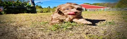 Havapoo dogs for sale: Porsha - Ad 13