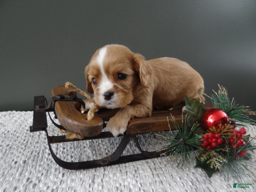Cavalier King Charles Spaniel dogs for sale: Reese - Ad 3