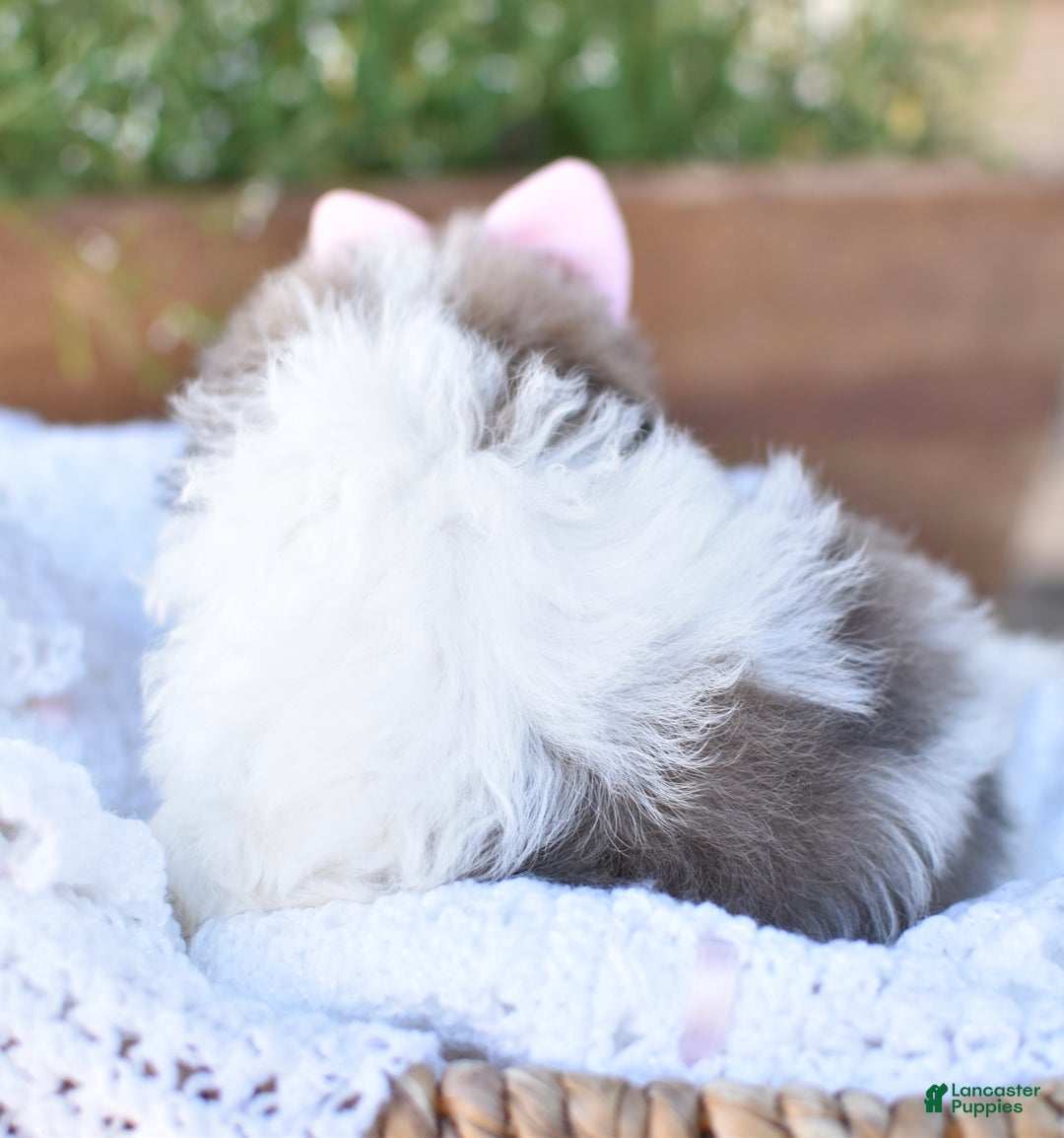 Mixed Breed dogs for sale: Snickers - Ad 7