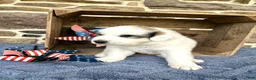 Great Pyrenees dogs for sale: AKC Savannah - Ad 4