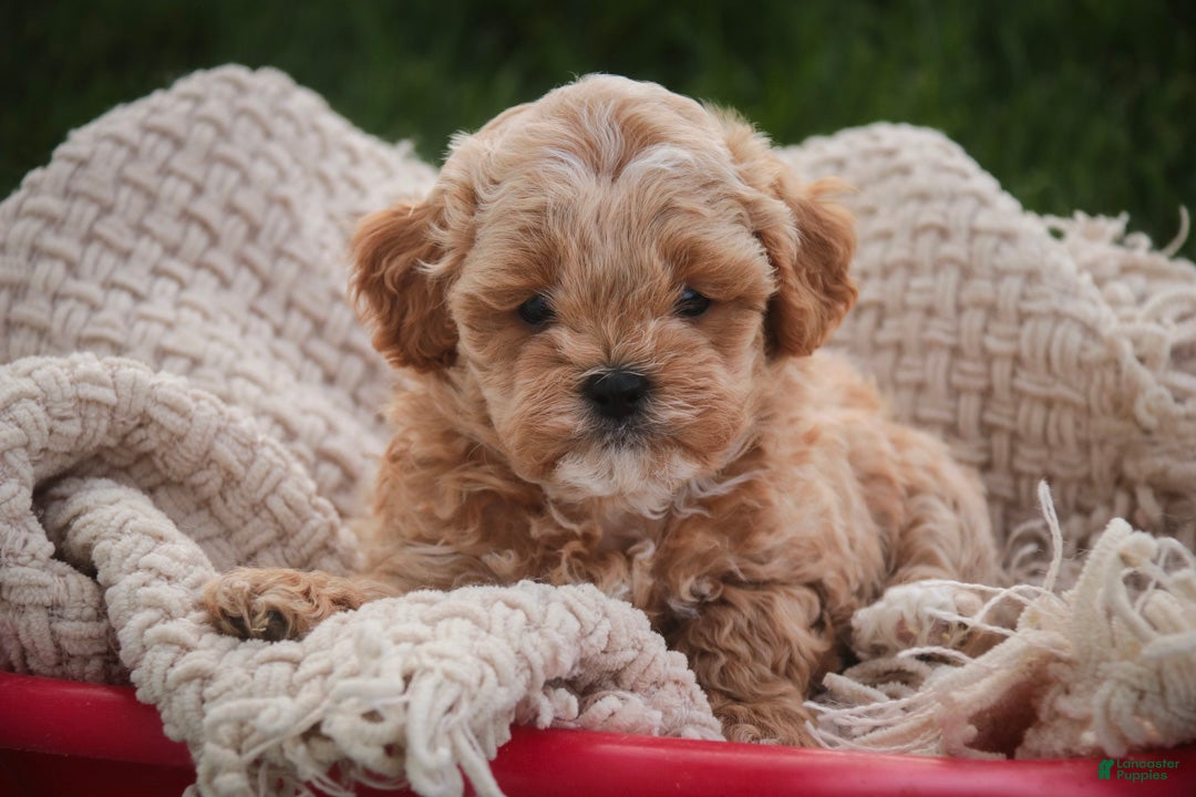 Shihpoo dogs for sale: Harold Shihpoo  - Ad 1