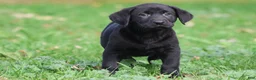 Labrador Retriever dogs for sale: Baker - Ad 2