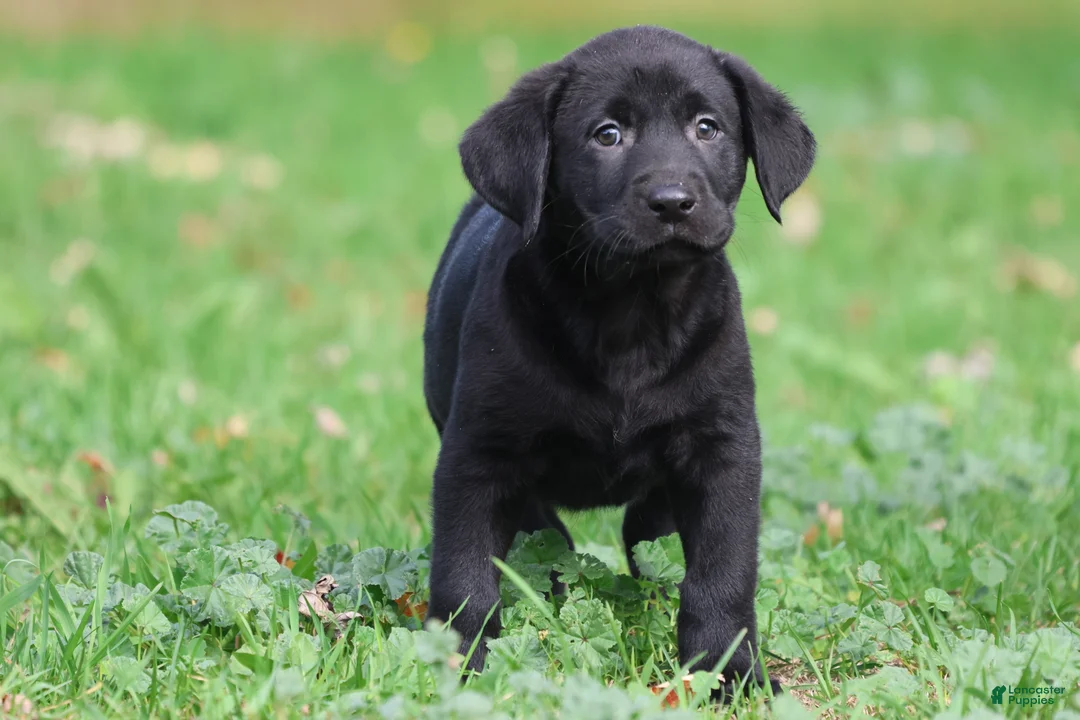 Labrador Retriever dogs for sale: Baker - Ad 2