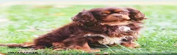 Cavalier King Charles Spaniel dogs for sale: Potato  - Ad 7