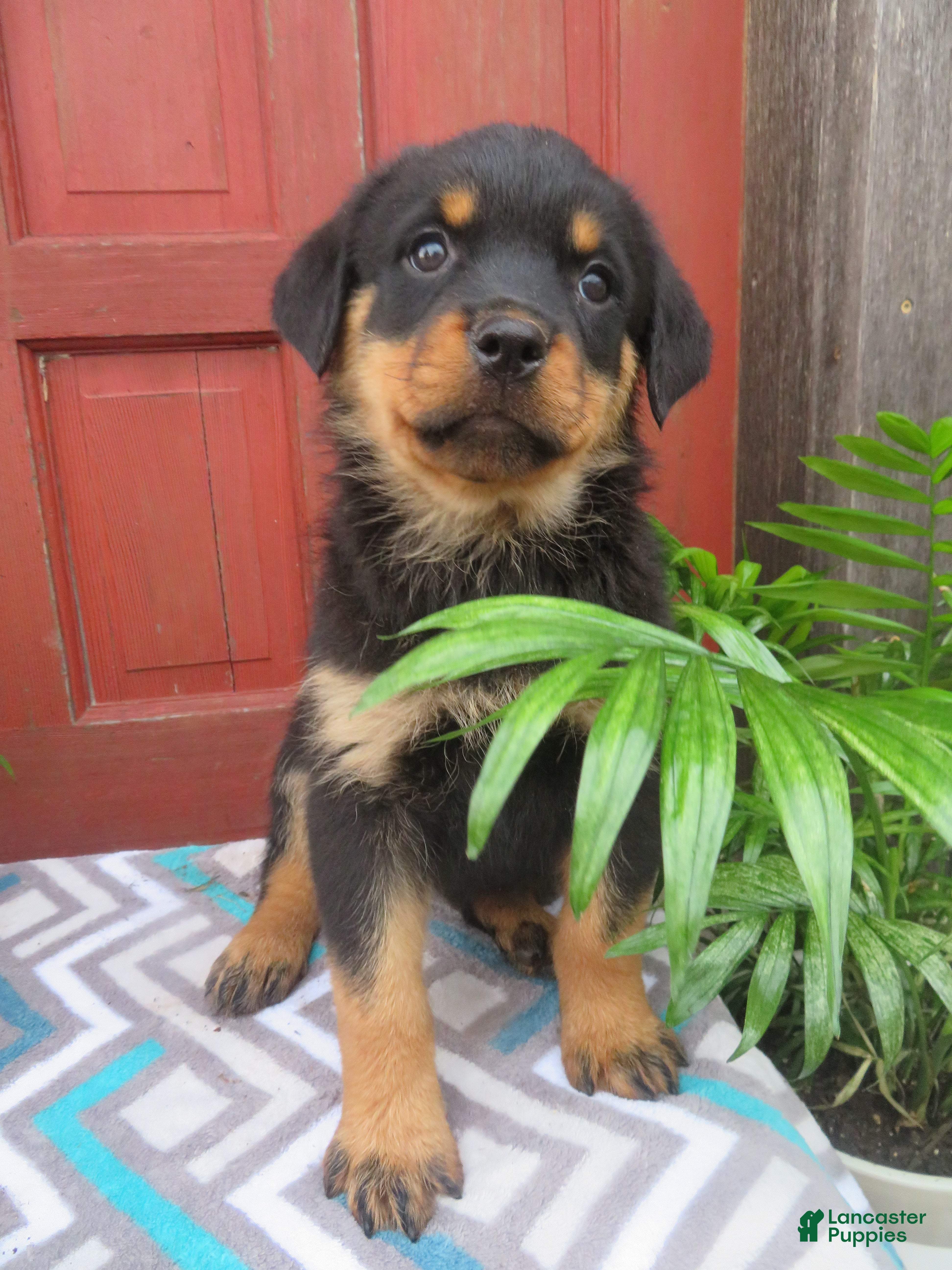 Rottweiler dogs Princess - Ad 1
