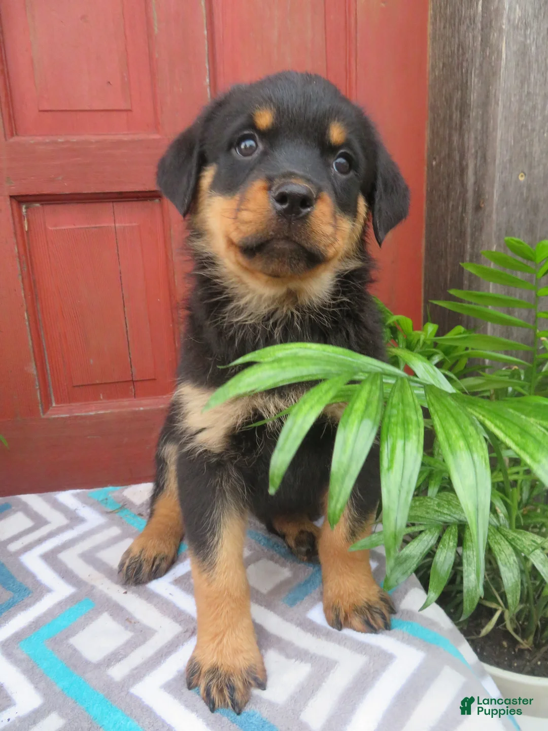 Rottweiler dogs for sale: Princess - Ad 1