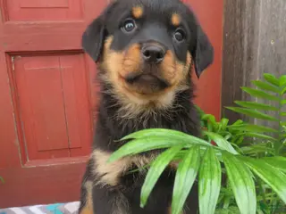 Rottweiler dogs for sale: Princess - Ad 3