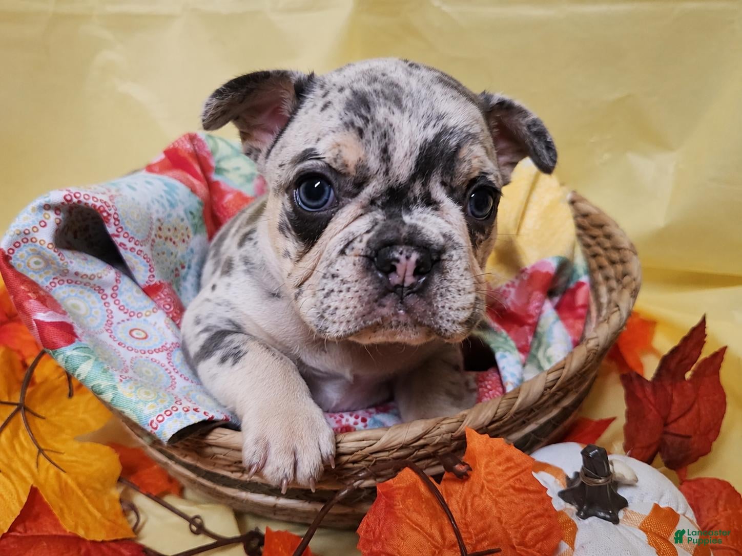 French Bulldog dogs French Bulldog 3 - Ad 1