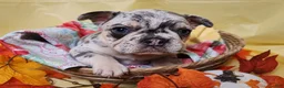 French Bulldog dogs for sale: French Bulldog 3 - Ad 1