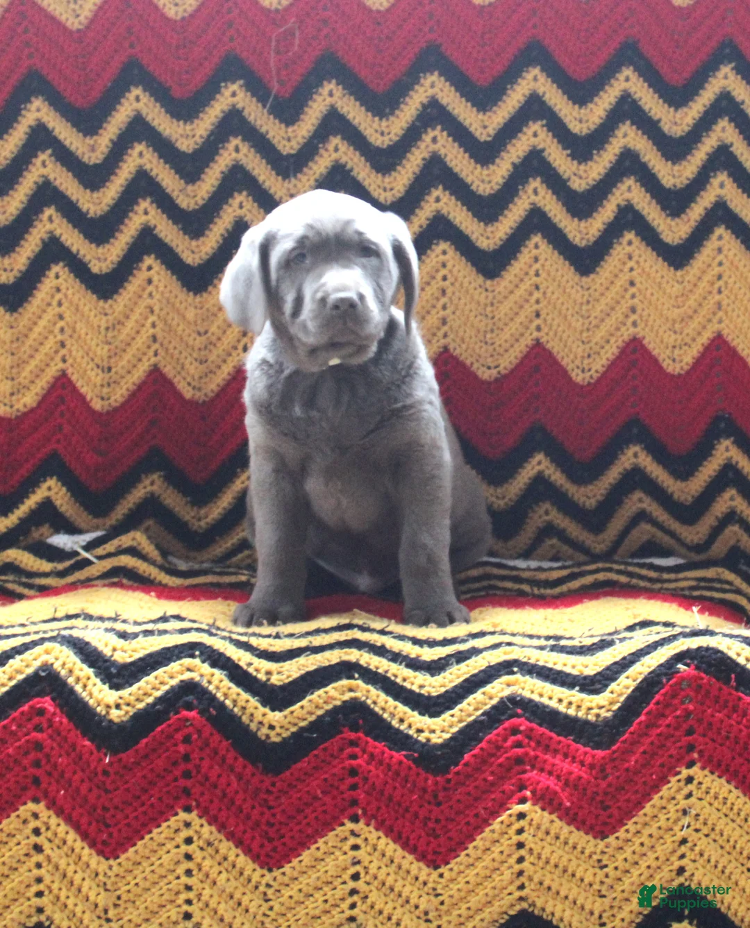 Labrador Retriever dogs for sale: Ace - Ad 1