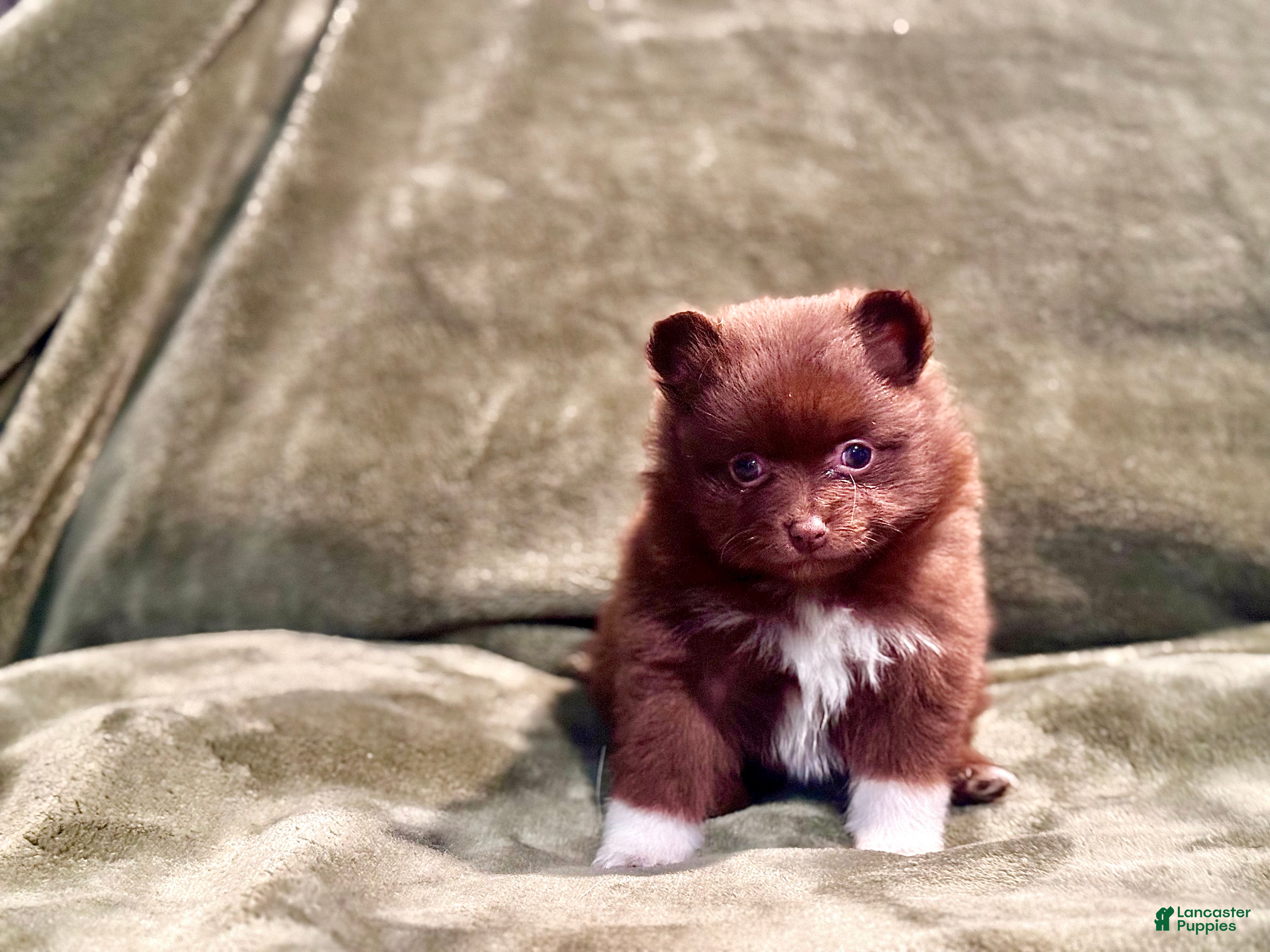 Pomeranian dogs Brownie/beanie - Ad 2