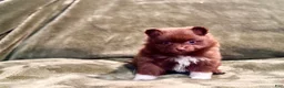 Pomeranian dogs for sale: Brownie/beanie - Ad 2