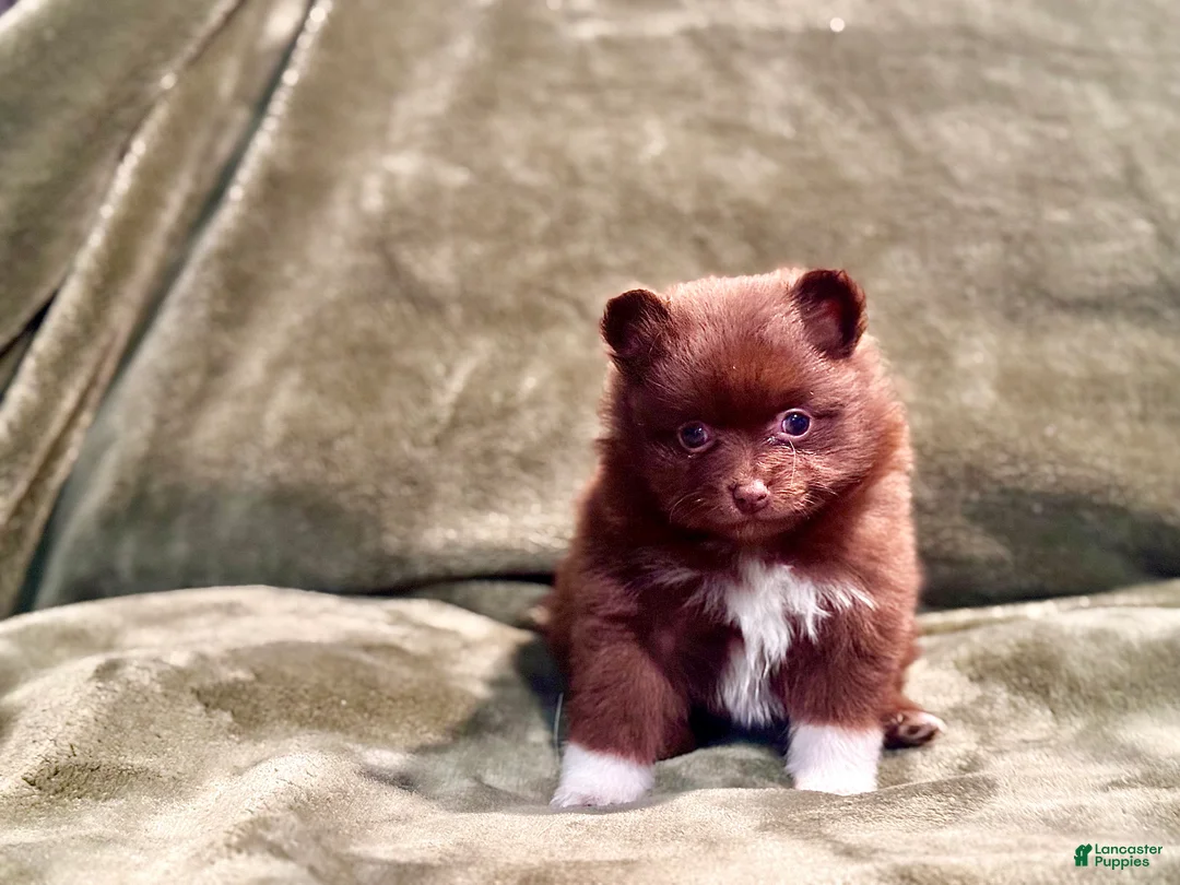 Pomeranian dogs for sale: Brownie/beanie - Ad 2