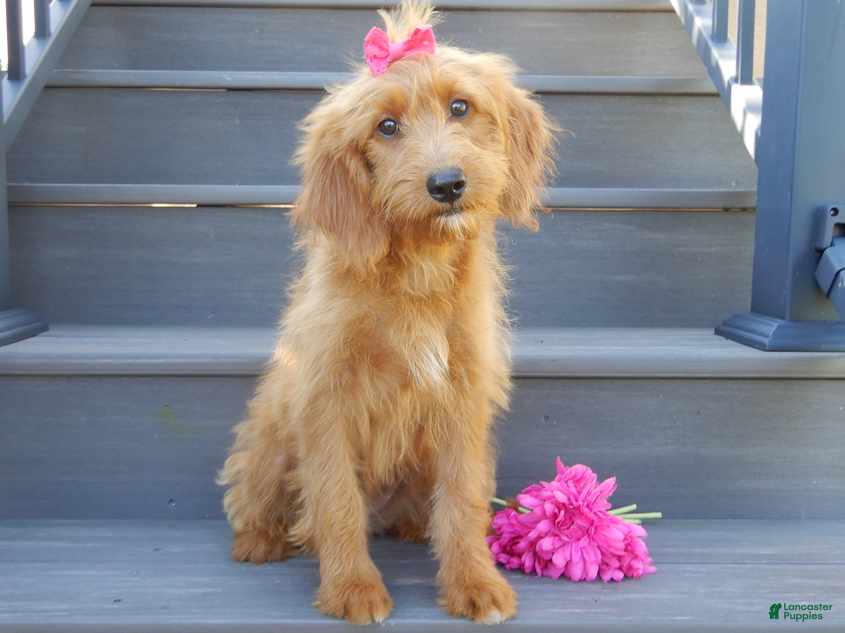 Mini Goldendoodle dogs Bella - Ad 1