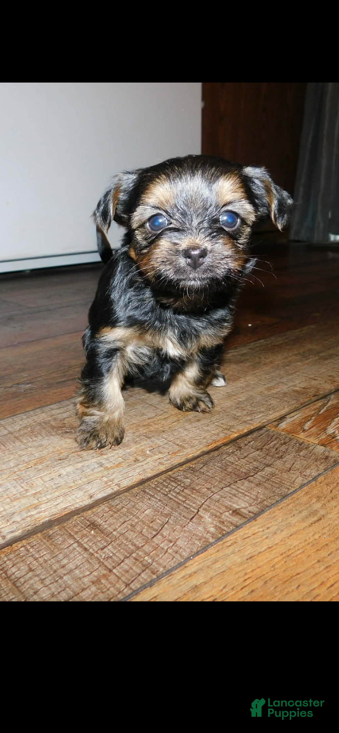 Shorkie dogs for sale: Shorkie Puppy 4 - Ad 1