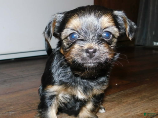 Shorkie dogs Shorkie Puppy 4 - Ad 21