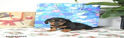 Miniature Dachshund dogs for sale: Lucky - Ad 5