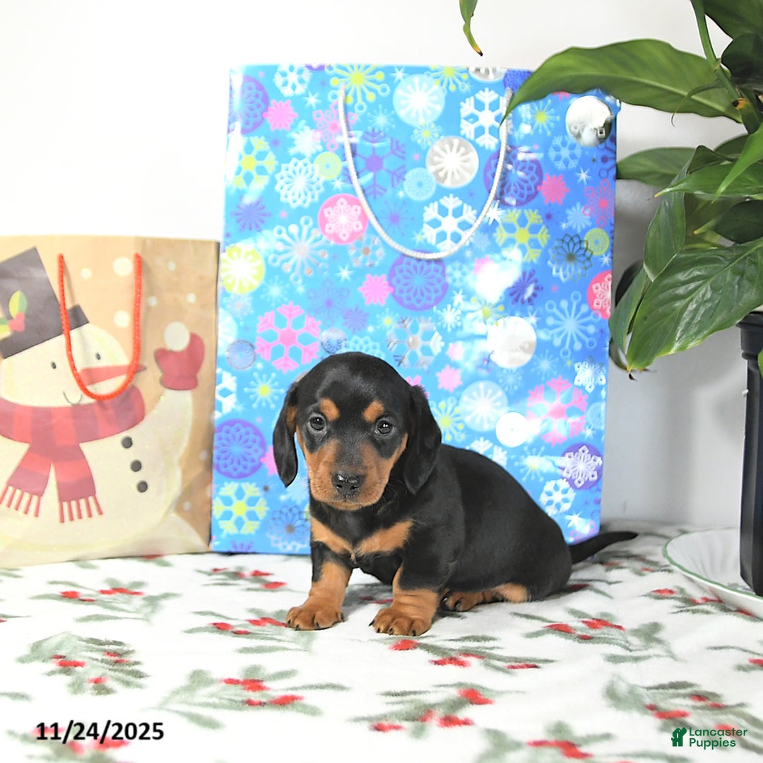 Miniature Dachshund dogs for sale: Lucky - Ad 5