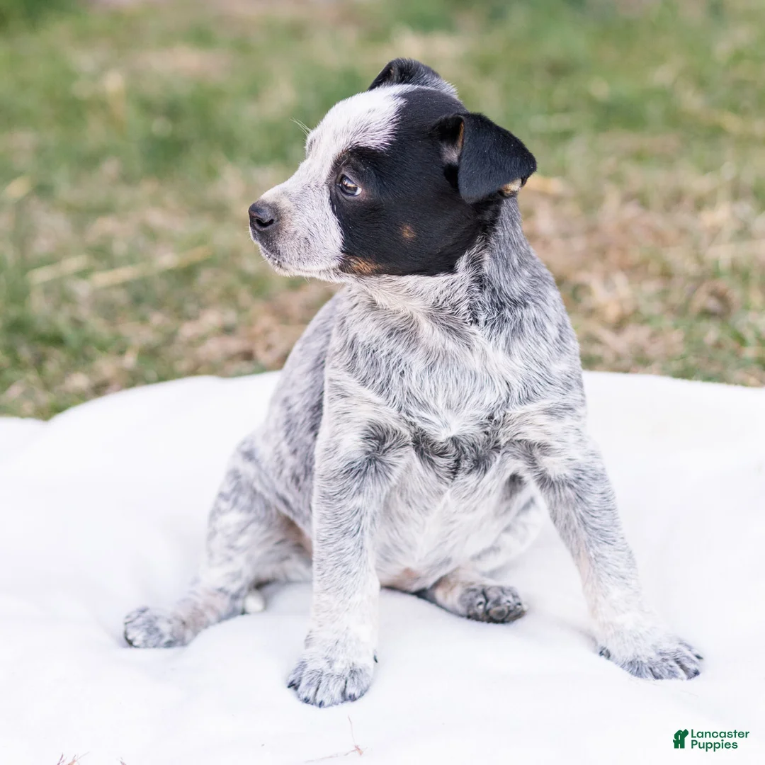 Mixed Breed dogs for sale: Holly  - Ad 4