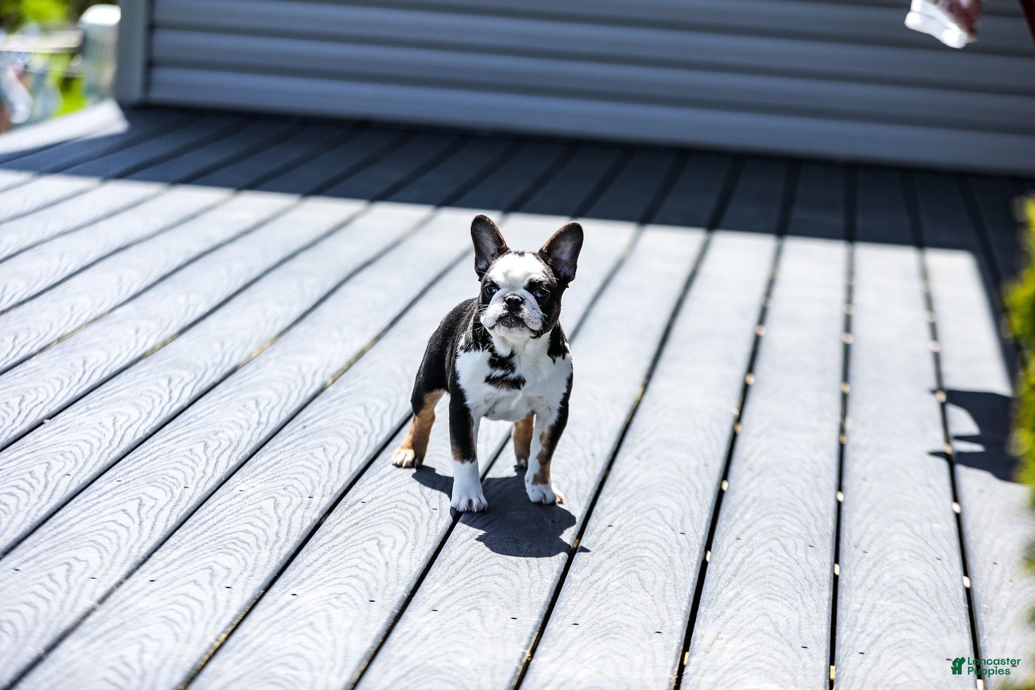 French Bulldog dogs for sale: Sheba - Ad 11