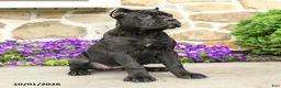 Cane Corso dogs for sale: Cali  - Ad 4