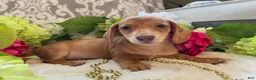 Miniature Dachshund dogs for sale: Daffodil  - Ad 7