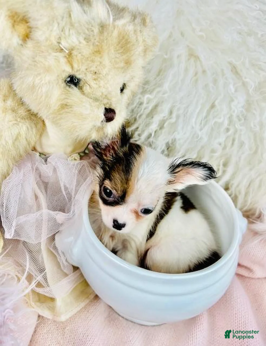 Chihuahua dogs for sale: Teacup Pocketbook Chihuahua  - Ad 5