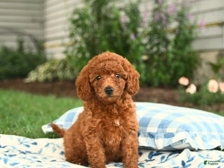 Miniature Labradoodle dogs - Ad 25